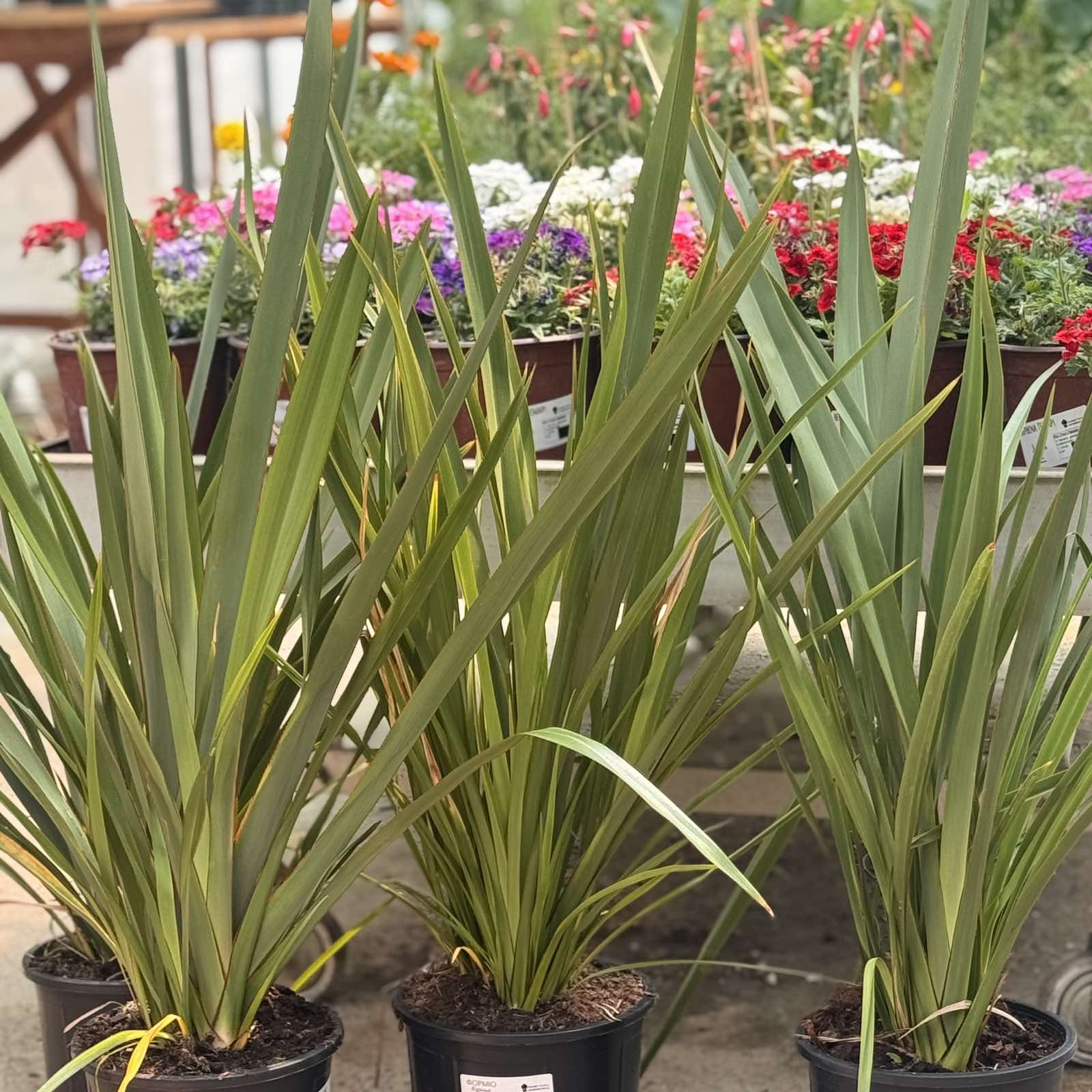 Φόρμιο (Phormium tenax) | Αειθαλές Φυτό με Εντυπωσιακό Φύλλωμα για Σύγχρονους Κήπους - 2